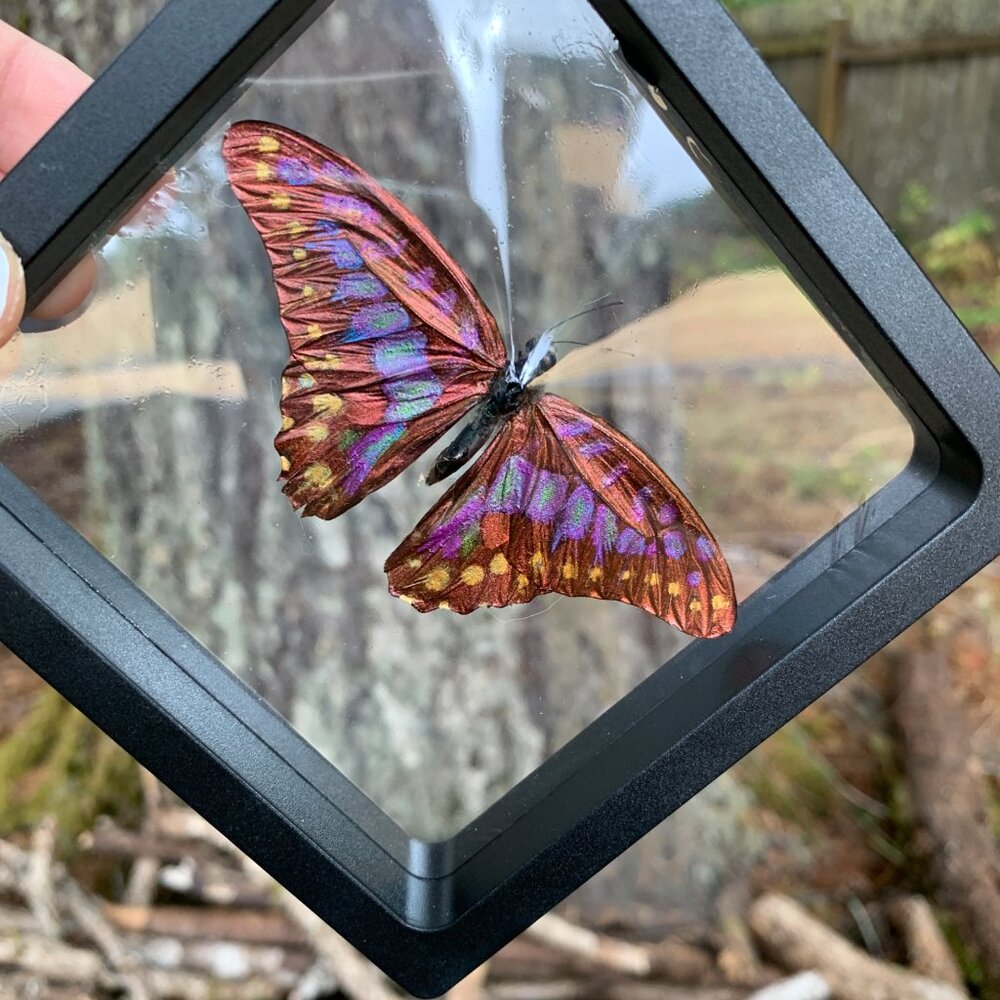 Sugarlight Real Butterfly